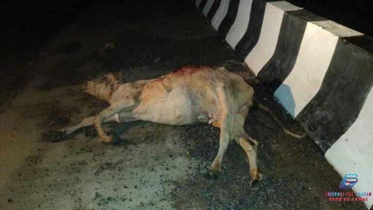 WhatsApp Image 2024-07-27 at 21.08.31_31dee70c